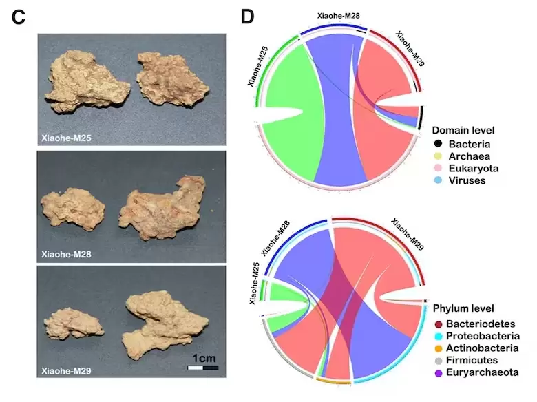 Hallazgo científico en momias de China