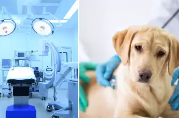 Parvovirus canino: síntomas, cómo evitarlo y tratamiento