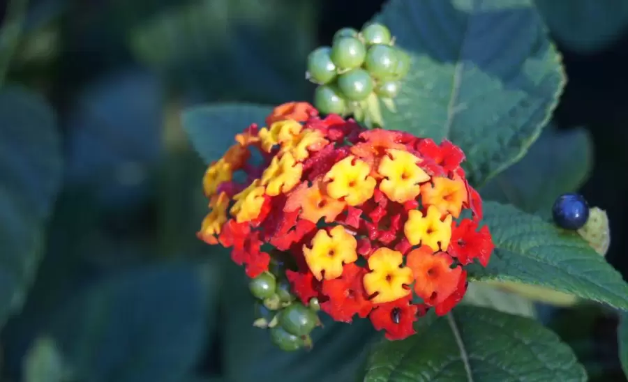 Lantana.