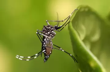 Mosquitos: las cinco plantas que los atraen, y que no conviene tener en casa