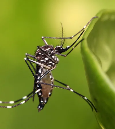 Con la llegada del verano llegan ellos (o mejor dicho, ellas).