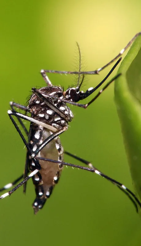 Con la llegada del verano llegan ellos (o mejor dicho, ellas).