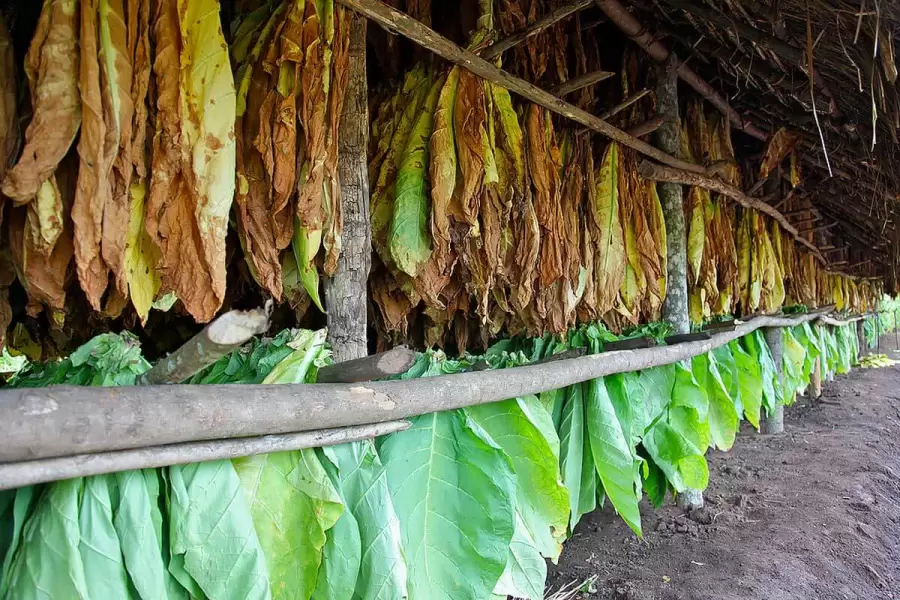 Producción de tabaco.