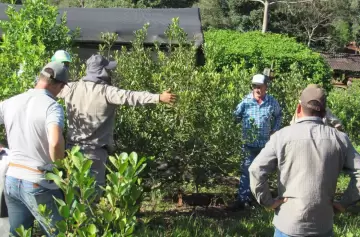 Protesta de productores: ¿podría faltar yerba en Argentina?