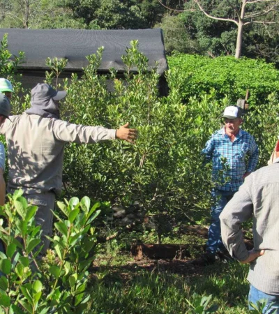 Producción de yerba mate.