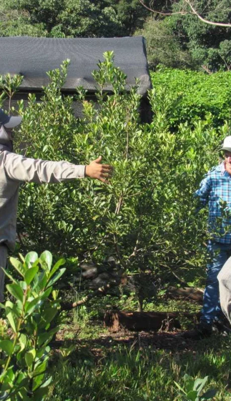 Producción de yerba mate.