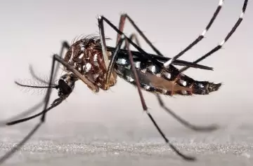 Dos casos de dengue se detectaron en Mendoza