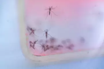 Tercer ensayo de liberación de mosquitos estériles por dengue: las zonas implicadas