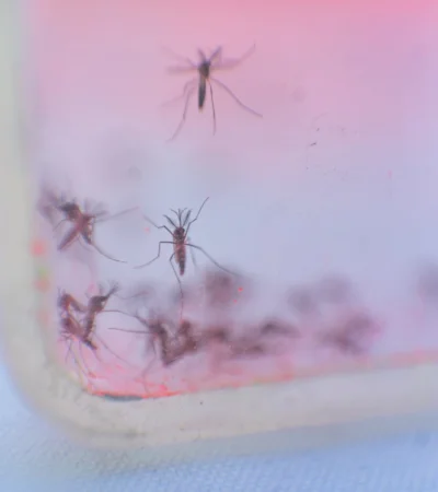 Mosquitos estériles.