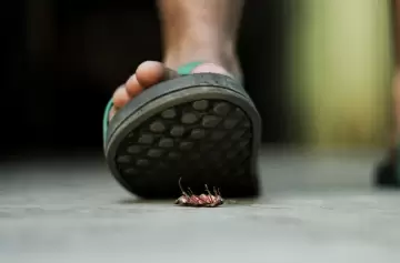 Cucarachas: el verdadero motivo por el que no hay que pisarlas
