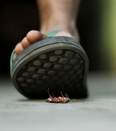 Su cuerpo aplanado les permite escabullirse por cualquier grieta.