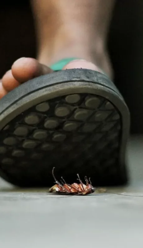 Su cuerpo aplanado les permite escabullirse por cualquier grieta.