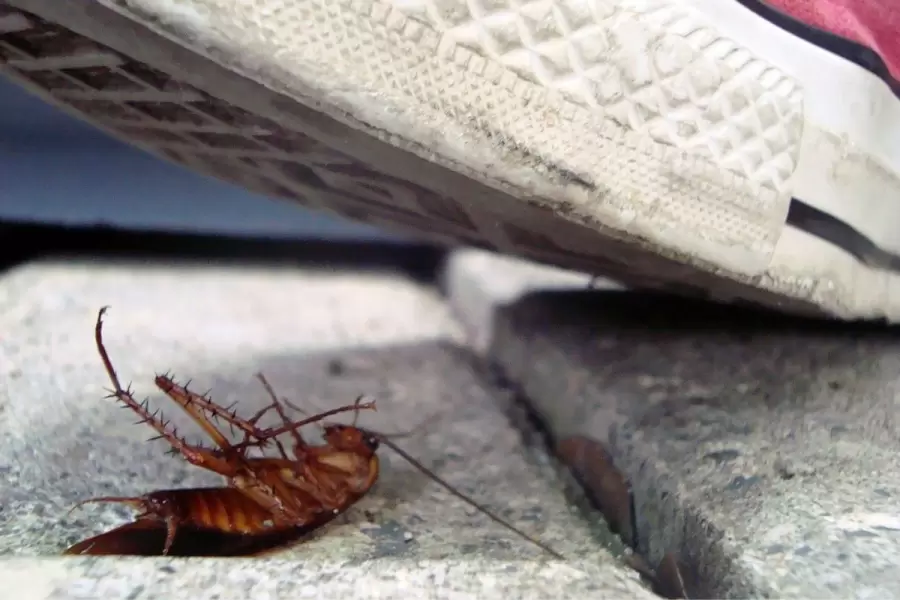 Nunca pisarlas: los virus y bacterias se podrían esparcir por toda la casa.
