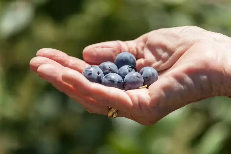 Combaten el estrés oxidativo en el cuerpo, y compuestos como el resveratrol han sido estudiados por los posibles efectos positivos en el corazón.
