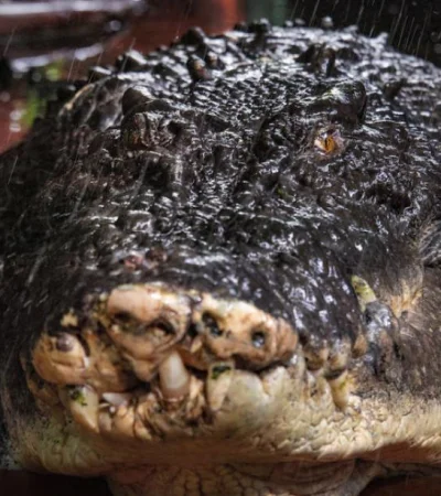 Cassius era considerado un prodigio de la naturaleza por su tamaño y fuerza.