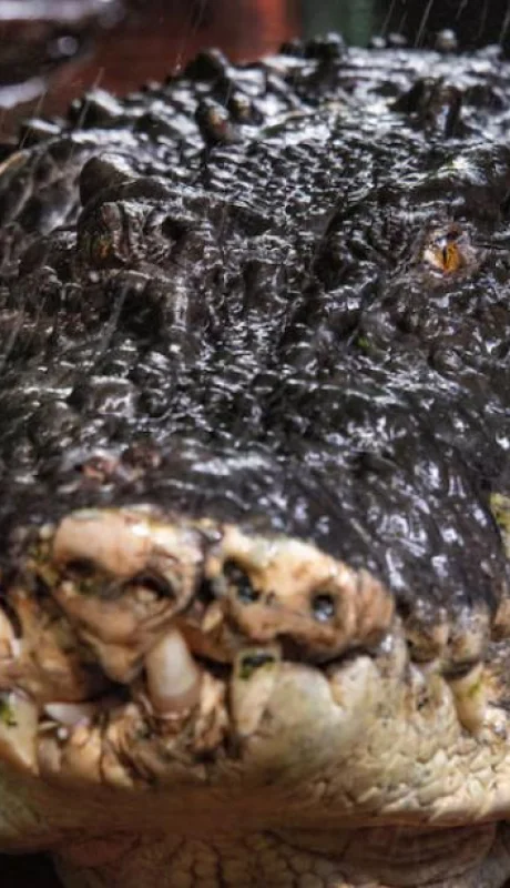 Cassius era considerado un prodigio de la naturaleza por su tamaño y fuerza.