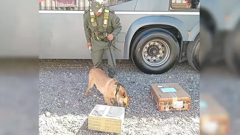Operativo supervisado por perros