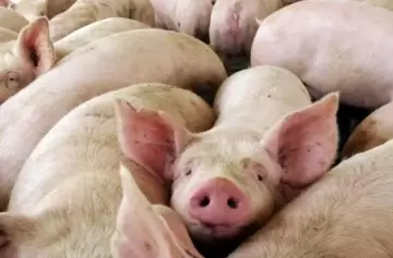 ¡Protege a tu familia de la triquinosis!