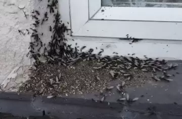 Sorprende una invasión de hormigas voladoras en el AMBA