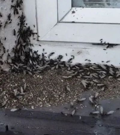 Los especialistas indicaron que se trata de un hecho frecuente en estas épocas de mucho calor.