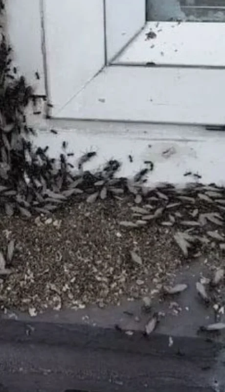 Los especialistas indicaron que se trata de un hecho frecuente en estas épocas de mucho calor.