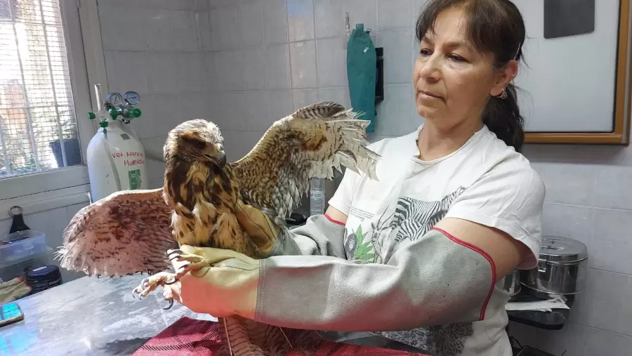 Jennifer Ibarra, médica veterinaria e integrante de la Fundación Cullunche.