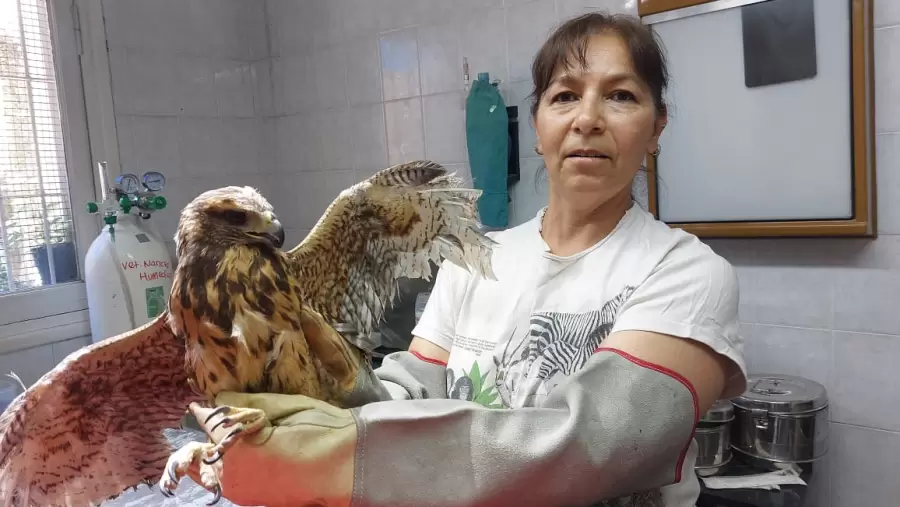 Jennifer Ibarra, médica veterinaria e integrante de la Fundación Cullunche.