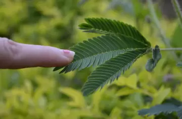 Plantas que se mueven: tipos, ejemplos y explicaciones