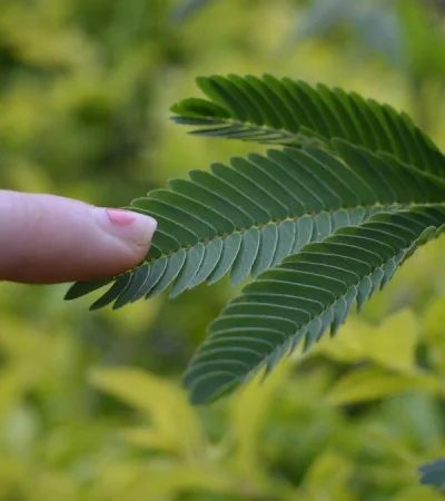 Las plantas se mueven gracias a un mecanismo de defensa.