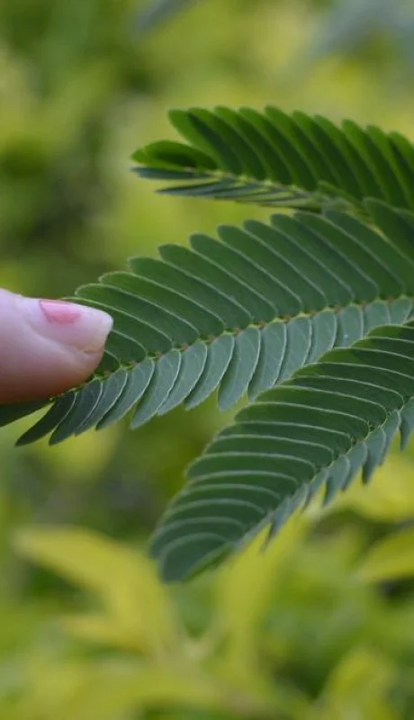Las plantas se mueven gracias a un mecanismo de defensa.