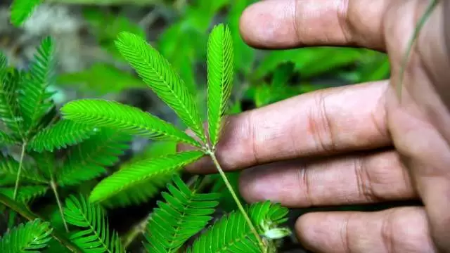 La mimosa, una planta que reacciona al tacto.