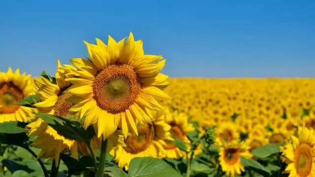 Los girasoles son la muestra cabal de que las plantas se mueven: miran al sol en su "juventud", hasta que se vuelven "adultos".