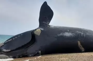 Podría saberse la causa de la muerte de las 21 ballenas en Península Valdés
