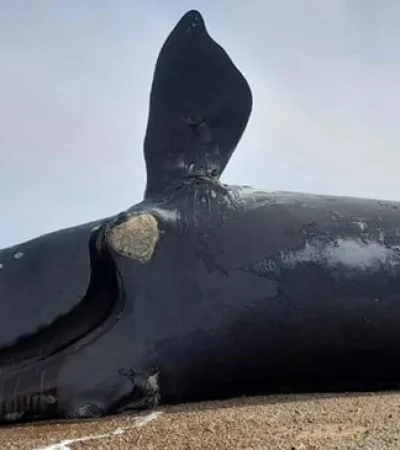 Ballenas muertas en Chubut