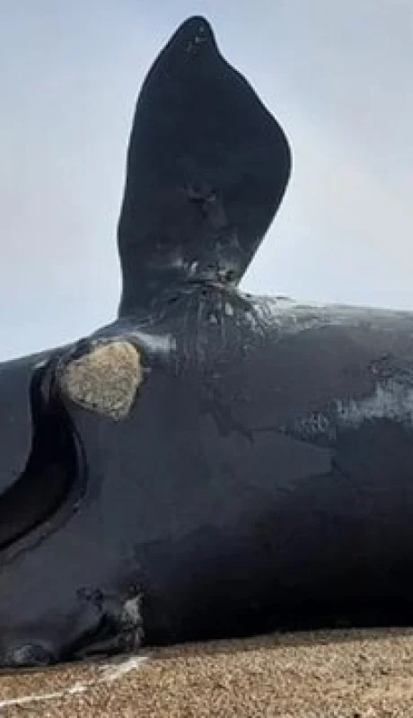 Ballenas muertas en Chubut