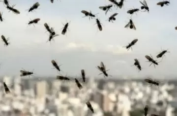 Hormigas voladoras, un fenómeno normal en esta época