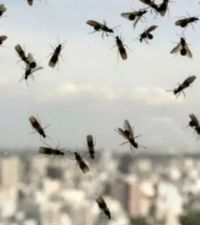 El miércoles, una de las noticias que más se compartió en las redes sociales fue la invasión de hormigas voladoras en AMBA.