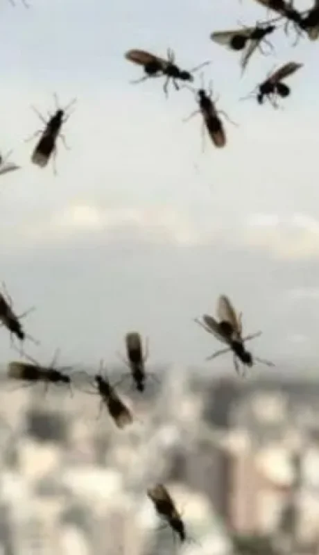 El miércoles, una de las noticias que más se compartió en las redes sociales fue la invasión de hormigas voladoras en AMBA.