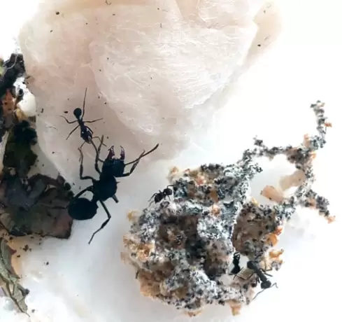 En el Viejo Continente, las hormigas negras que naturalmente se observan en Mendoza, las venden por el tipo de hongo que cultivan.