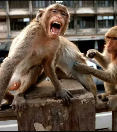 De la ciencia ficción a la realidad: 43 monos escaparon de un laboratorio