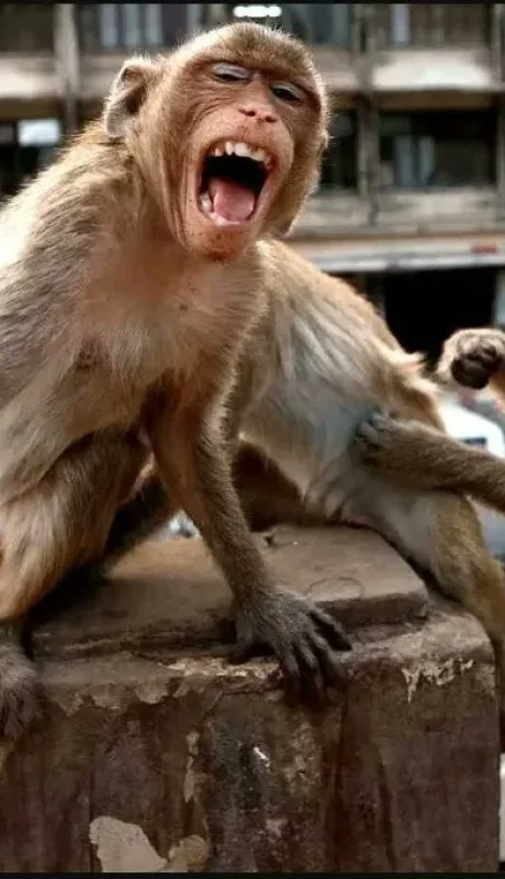 De la ciencia ficción a la realidad: 43 monos escaparon de un laboratorio