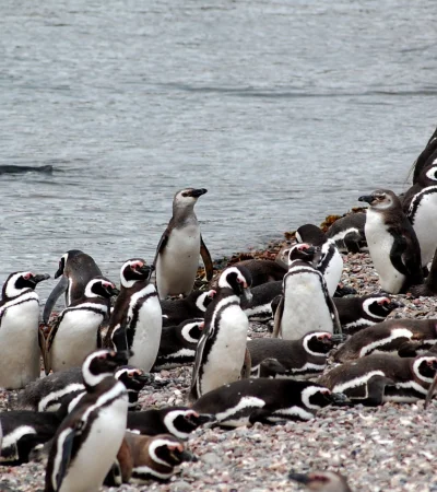 Reserva Natural Punta Tombo