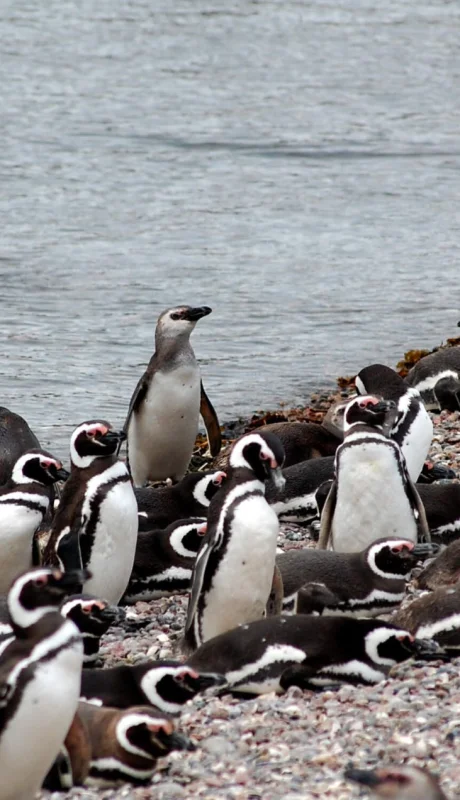 Reserva Natural Punta Tombo