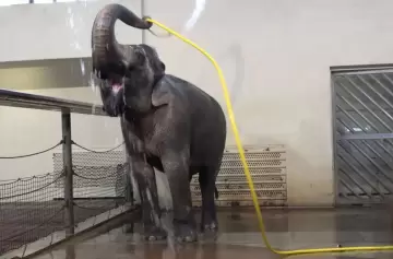 Elefantas aprenden a ducharse con mangueras y demuestran su inteligencia
