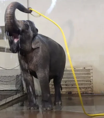Elefantas aprenden a ducharse solas