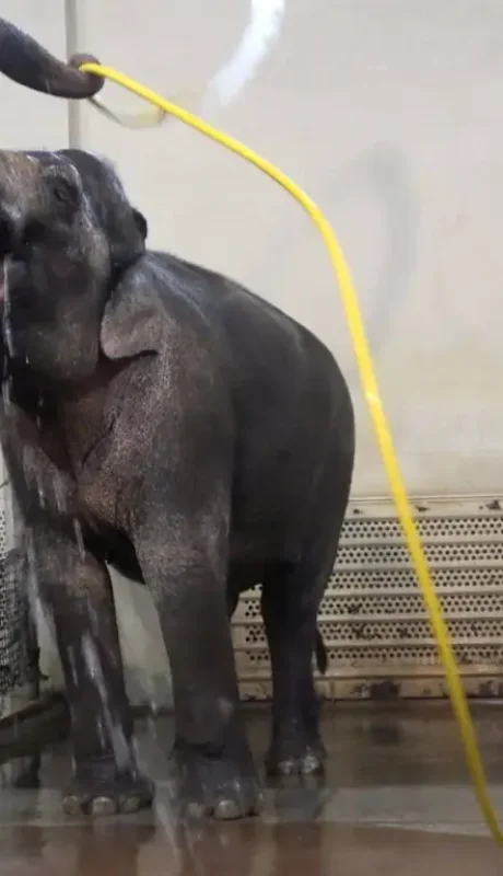 Elefantas aprenden a ducharse solas