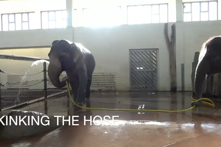 Elefantas saber tomar duchas, un comportamiento complejo