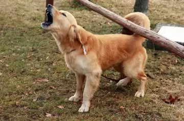 ¡Callate Firulais! Panamá impone sanción de cien dólares por ladridos fuertes