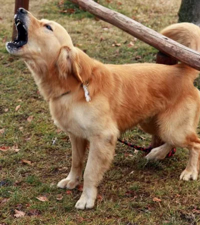 ¡Callate Firulais! Panamá impone sanción de cien dólares por ladridos fuertes