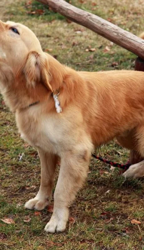 ¡Callate Firulais! Panamá impone sanción de cien dólares por ladridos fuertes